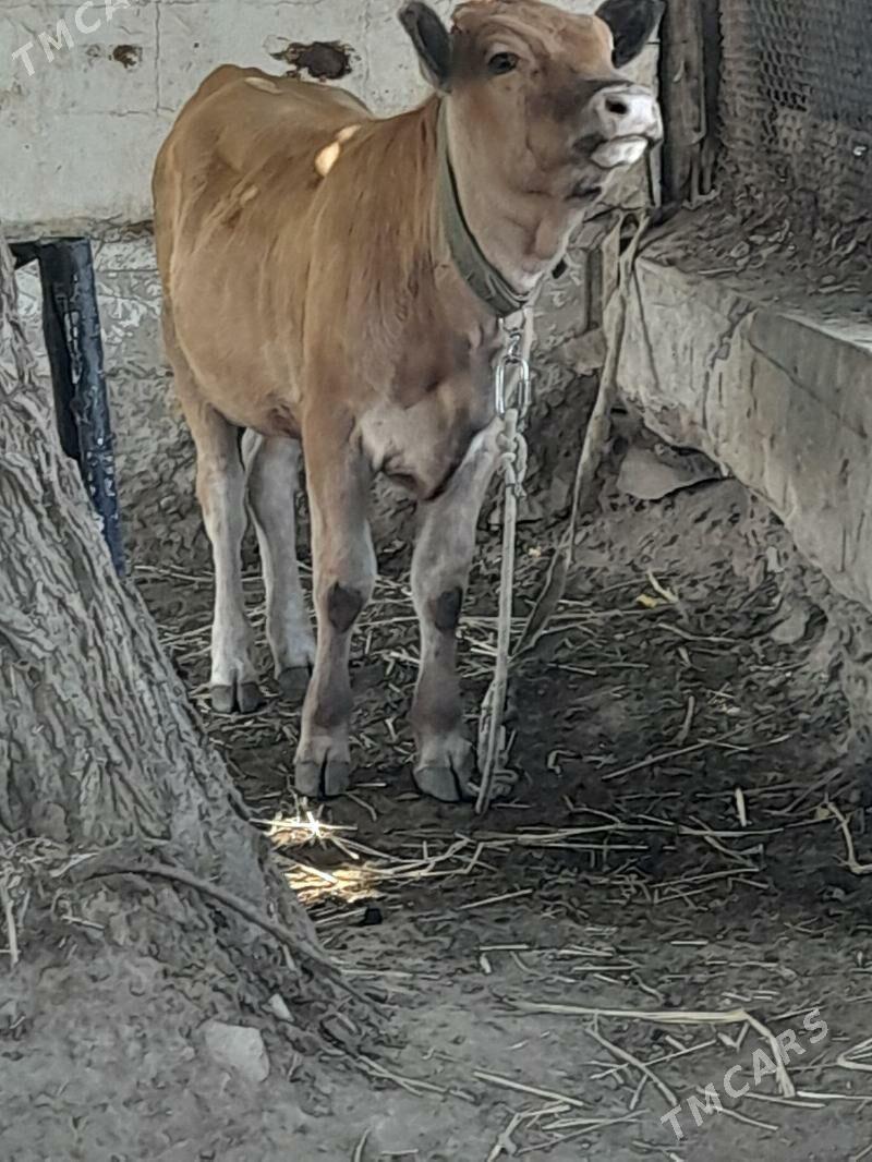 Ökuz tuwe - Багир - img 4