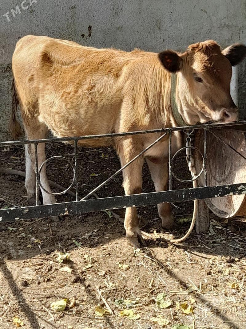 Ökuz tuwe - Багир - img 5