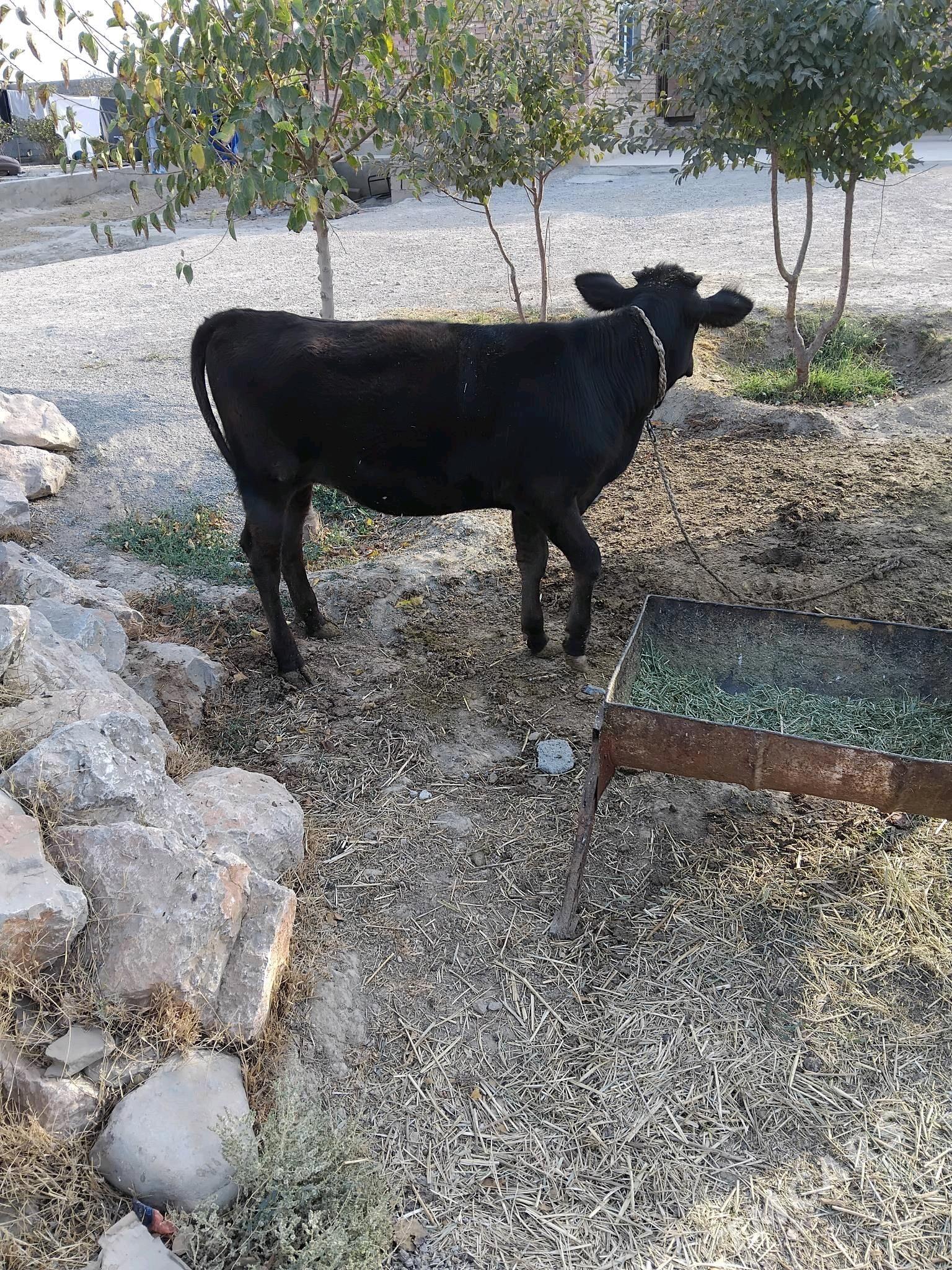 tuwe - Bäherden - img 3