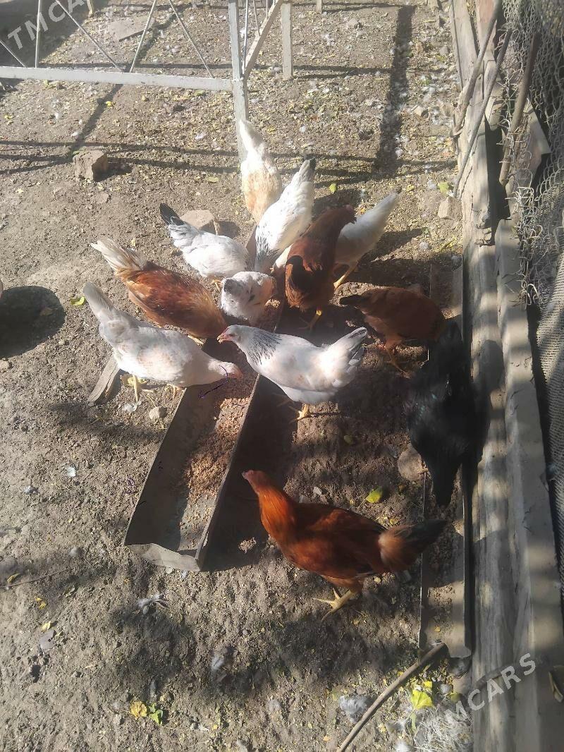 juyjeler - Aşgabat - img 2