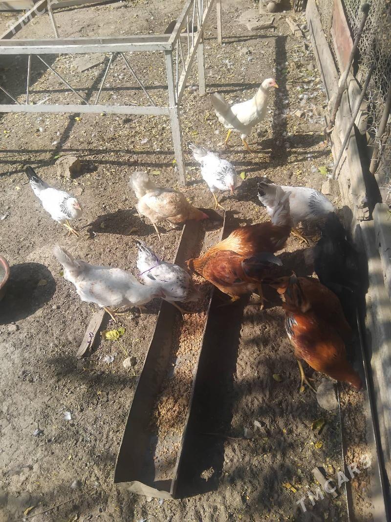 juyjeler - Aşgabat - img 3