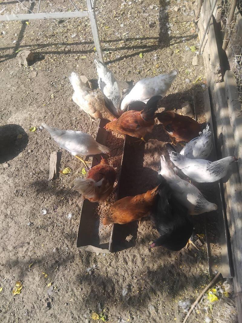 juyjeler - Aşgabat - img 1