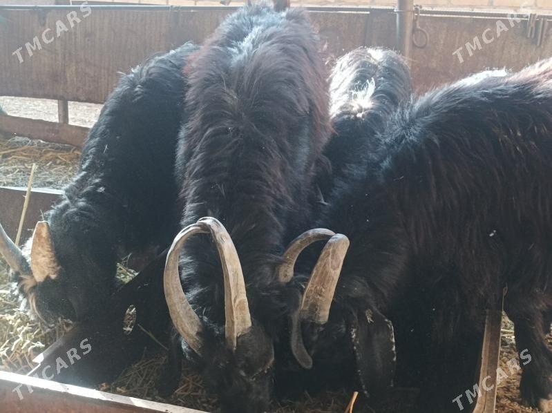 cebis tekeler - Дянев - img 1