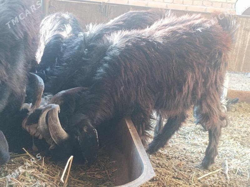 cebis tekeler - Дянев - img 2