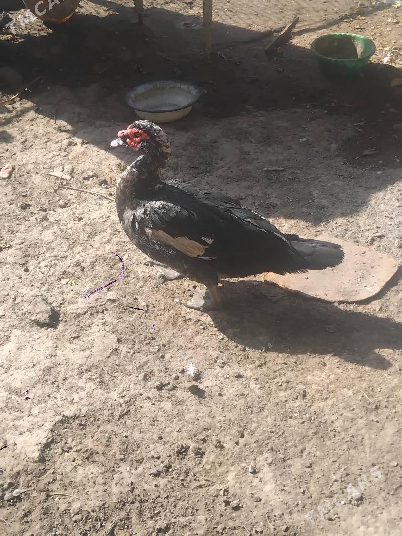 indautga - Aşgabat - img 3