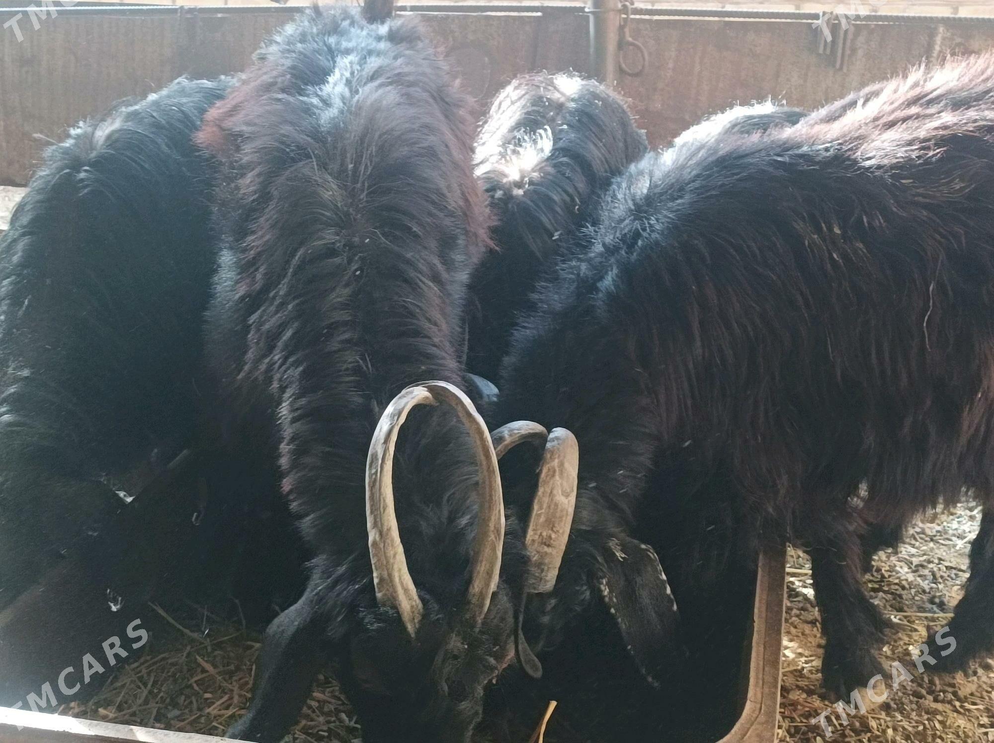 cebis tekeler - Дянев - img 3