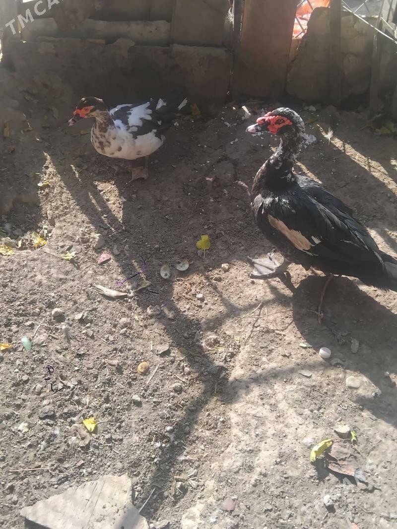 indautga - Ашхабад - img 1