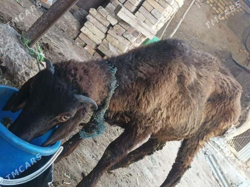 kockar - Dänew - img 2