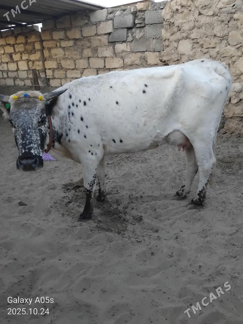 Göleli sygyr - Jebel - img 2