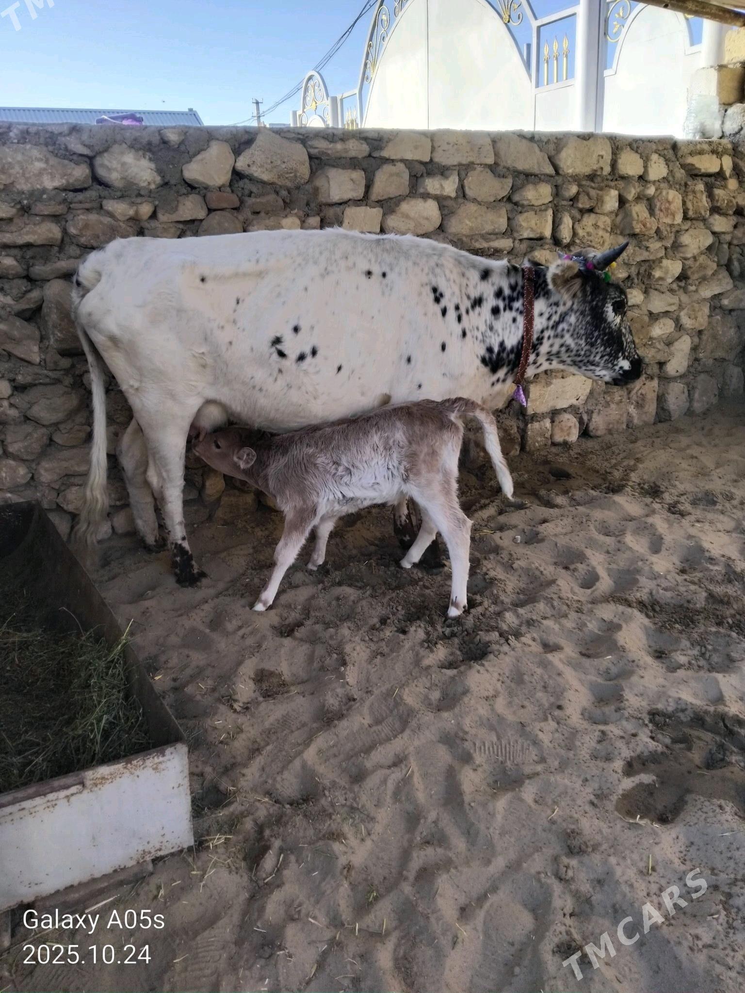 Göleli sygyr - Jebel - img 3