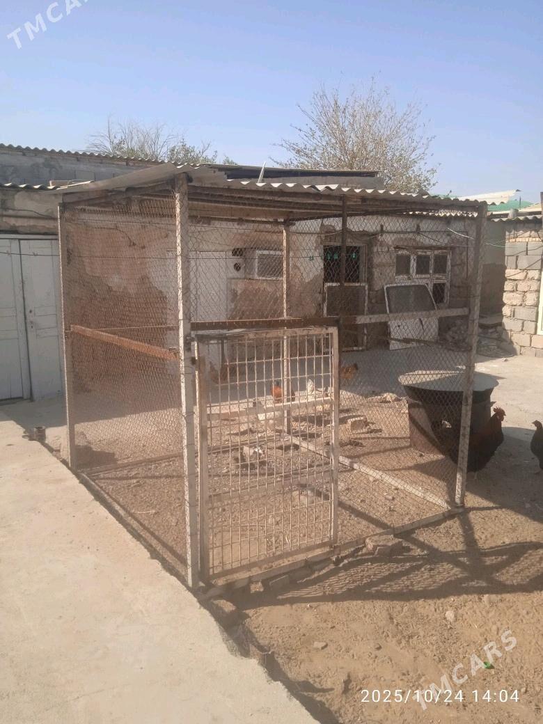 ketek - Гарадамак Шор - img 2