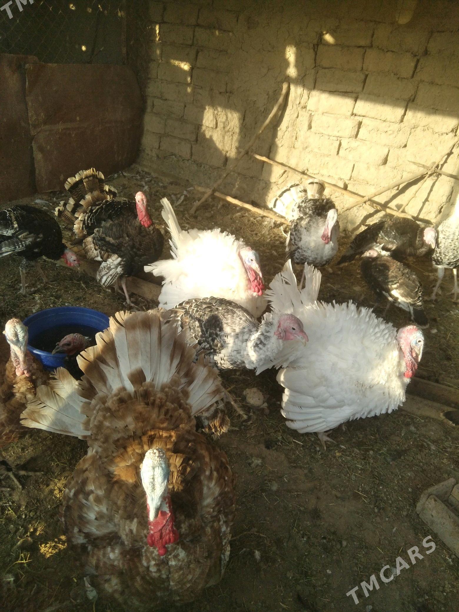 induk horazlar - Kaka - img 4