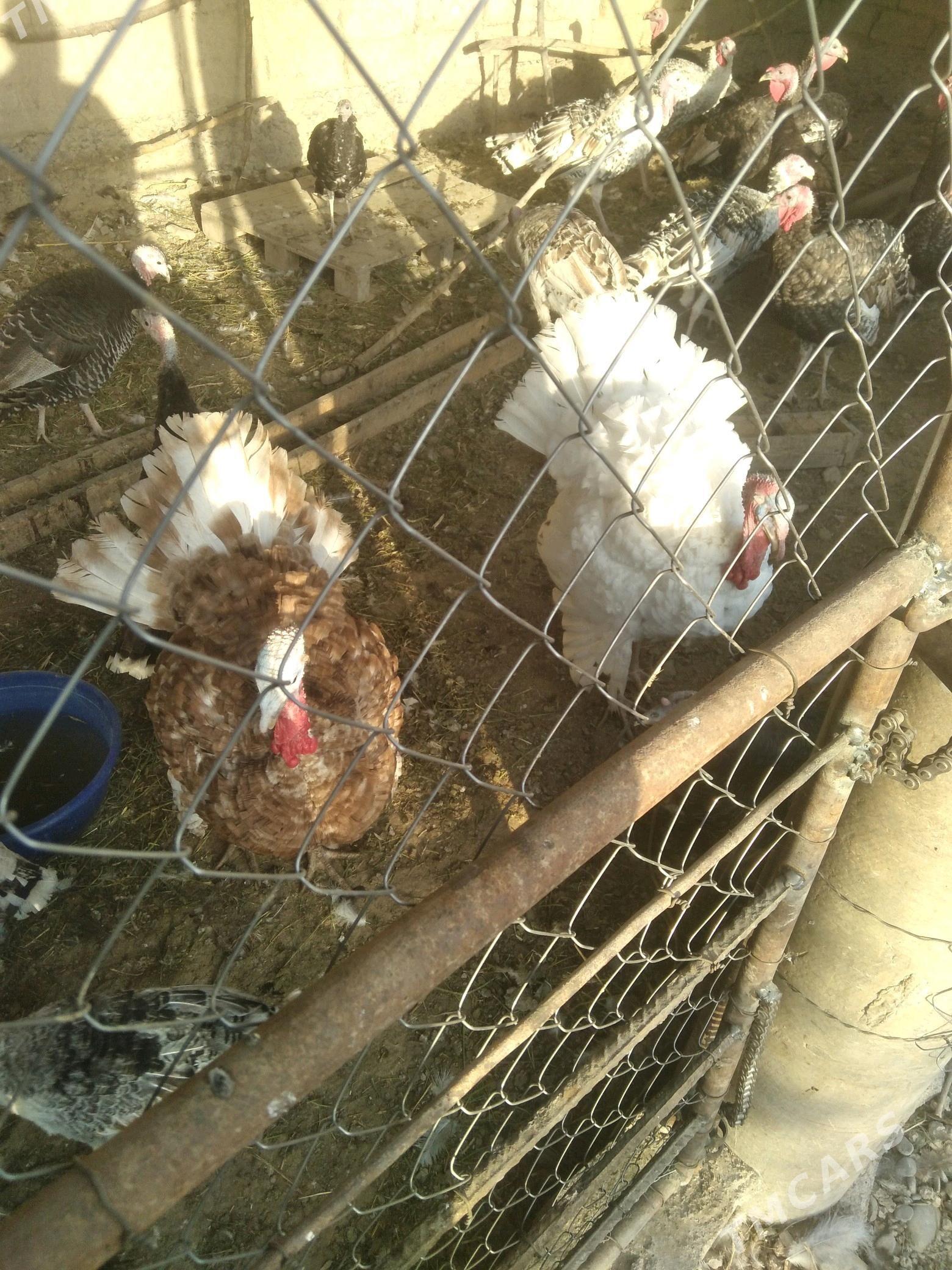 induk horazlar - Kaka - img 6