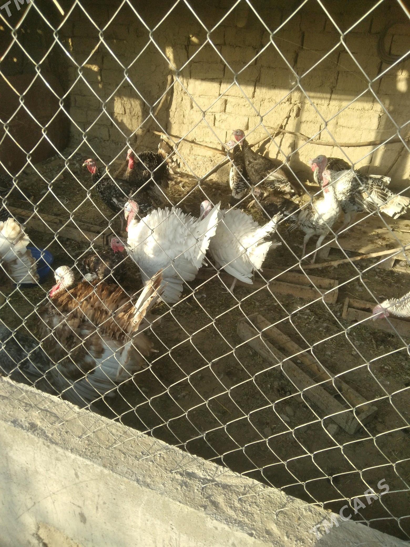 induk horazlar - Kaka - img 2