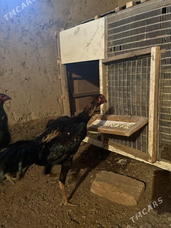 juja - Шабатский этрап - img 2