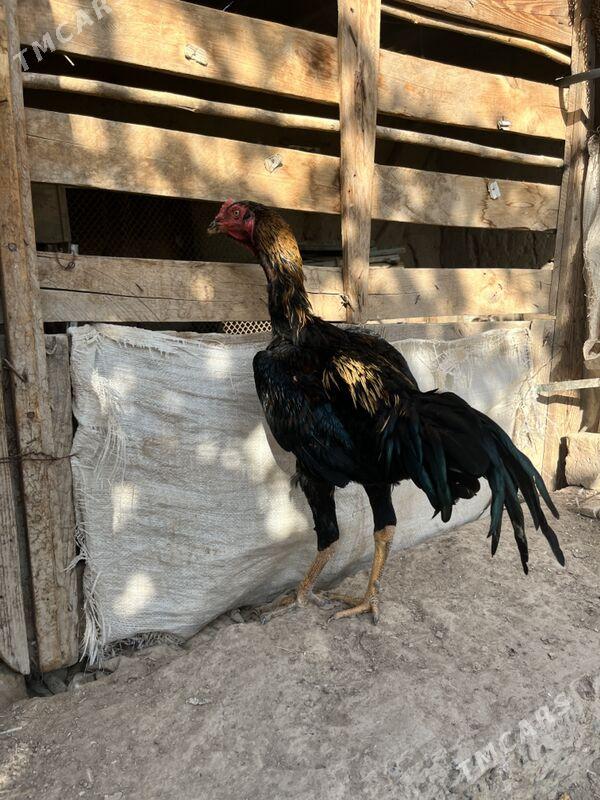 juja - Шабатский этрап - img 6