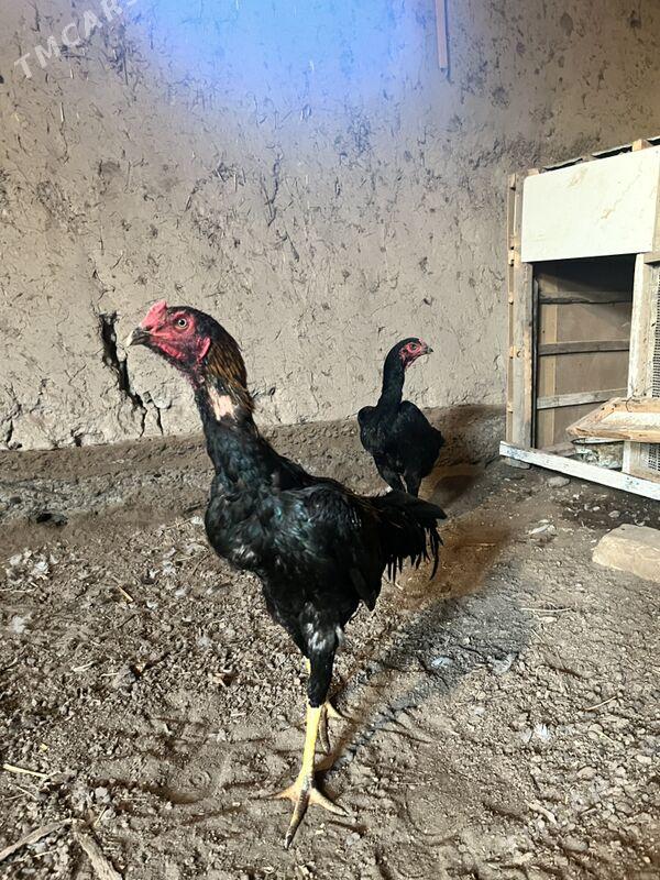 juja - Шабатский этрап - img 4