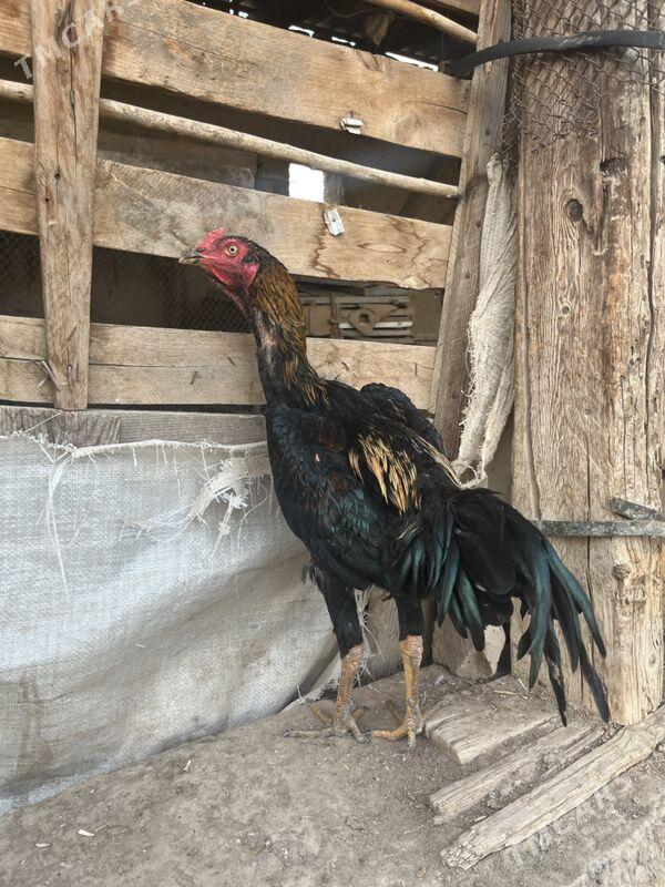 juja - Шабатский этрап - img 3