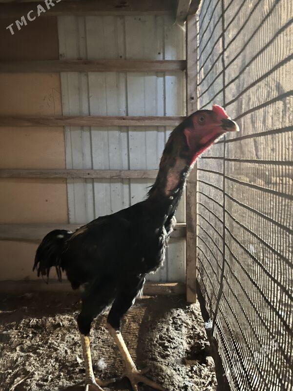 juja - Шабатский этрап - img 1