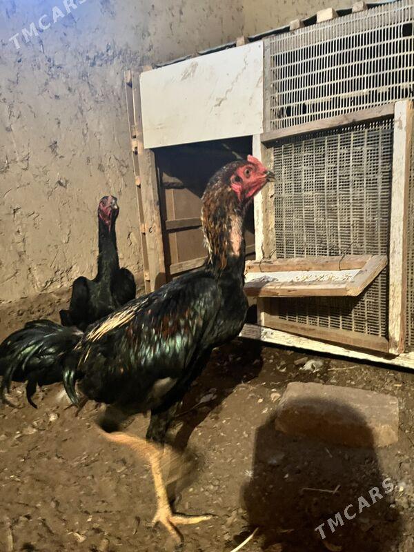 juja - Шабатский этрап - img 5