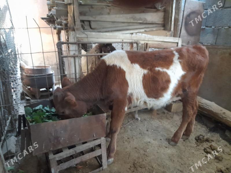 okuz - Ашхабад - img 2