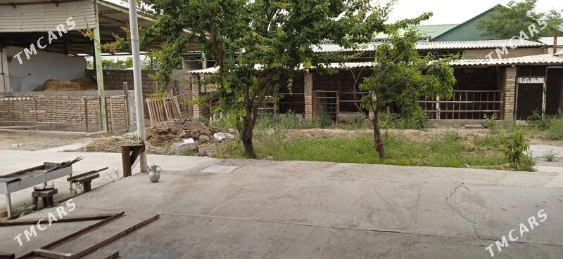 plan jaŷ Tàze Gàmi, Tomatnyñ kõçesi - Ак-Бугдайский этрап - img 4