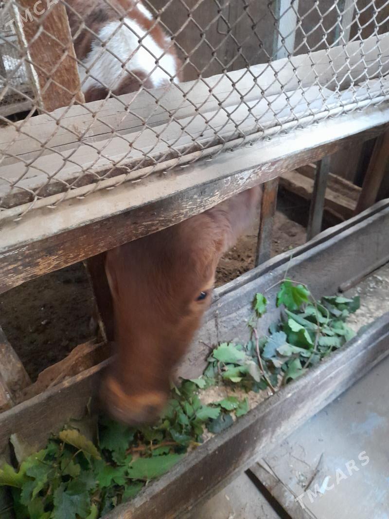 okuz - Ашхабад - img 5