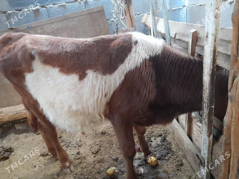 okuz - Ашхабад - img 1