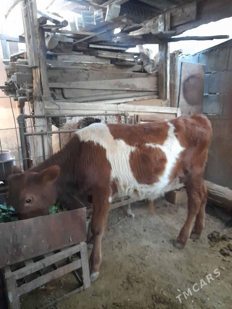 okuz - Ашхабад - img 3