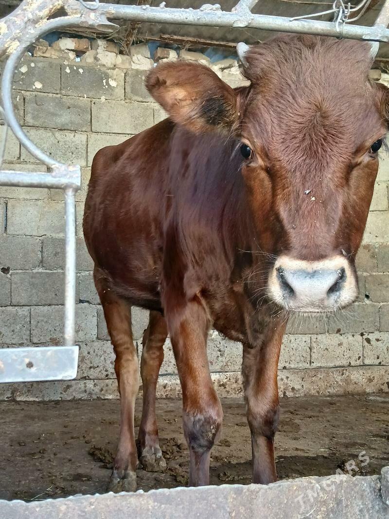 tuwe - Gökje - img 2