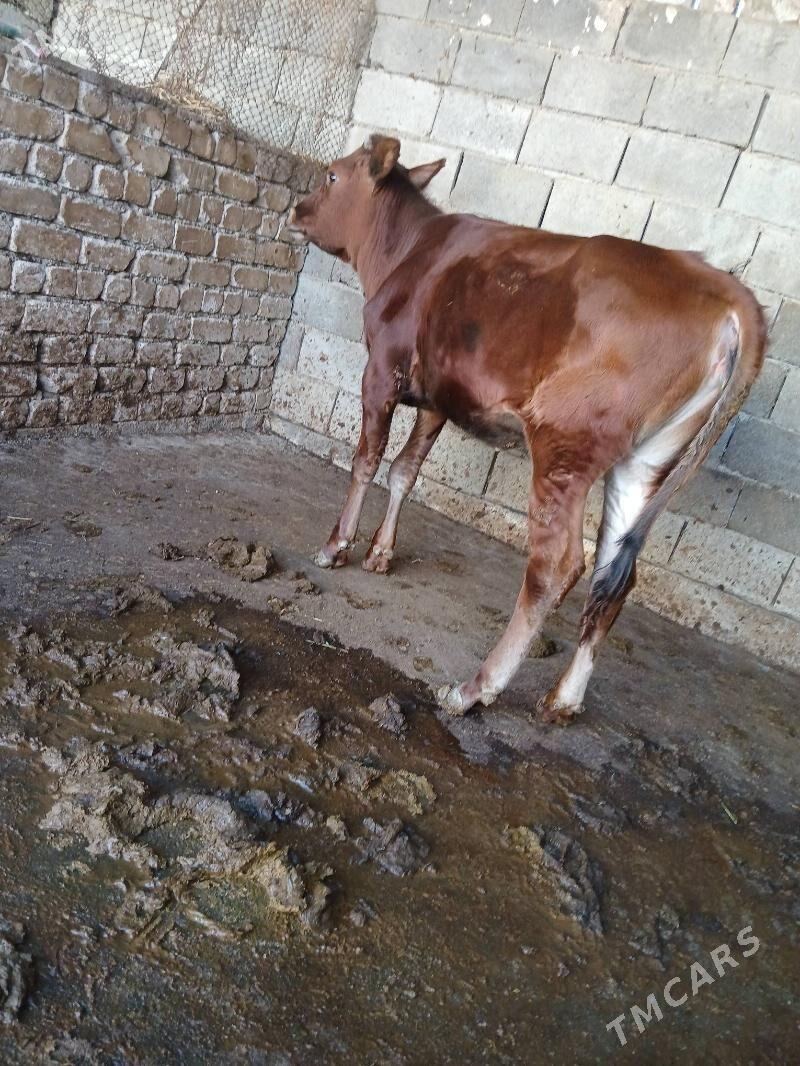 tuwe - Gökje - img 1