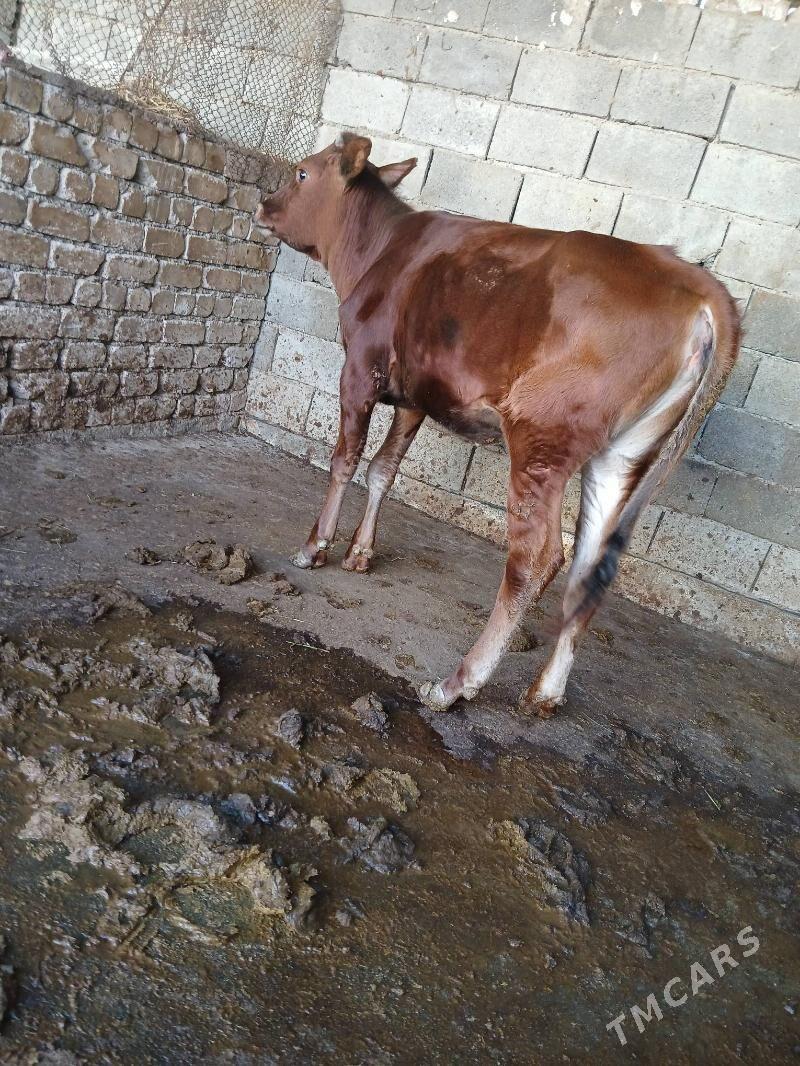 tuwe - Gökje - img 3