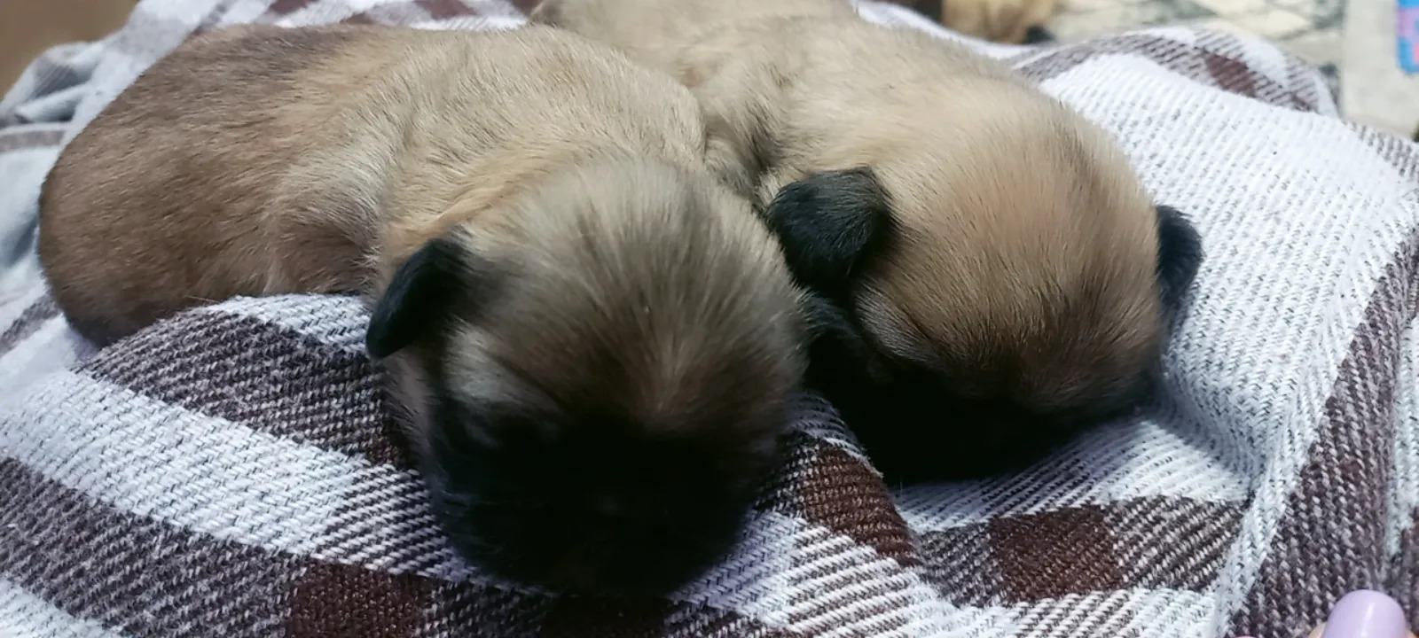 пикинес - Туркменабат - img 2