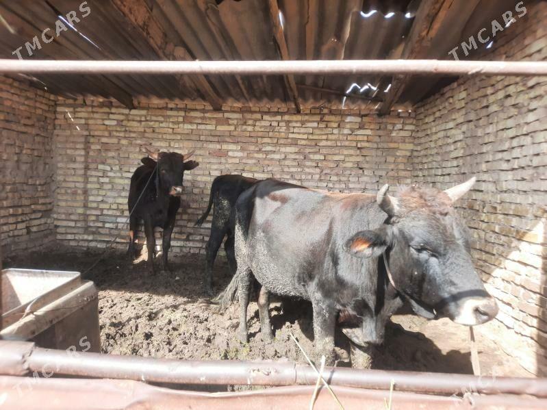 okyz - Ёлётен - img 2