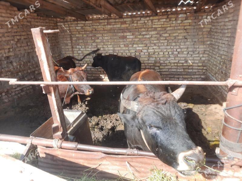 okyz - Ёлётен - img 3