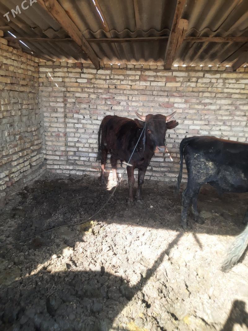 okyz - Ёлётен - img 4