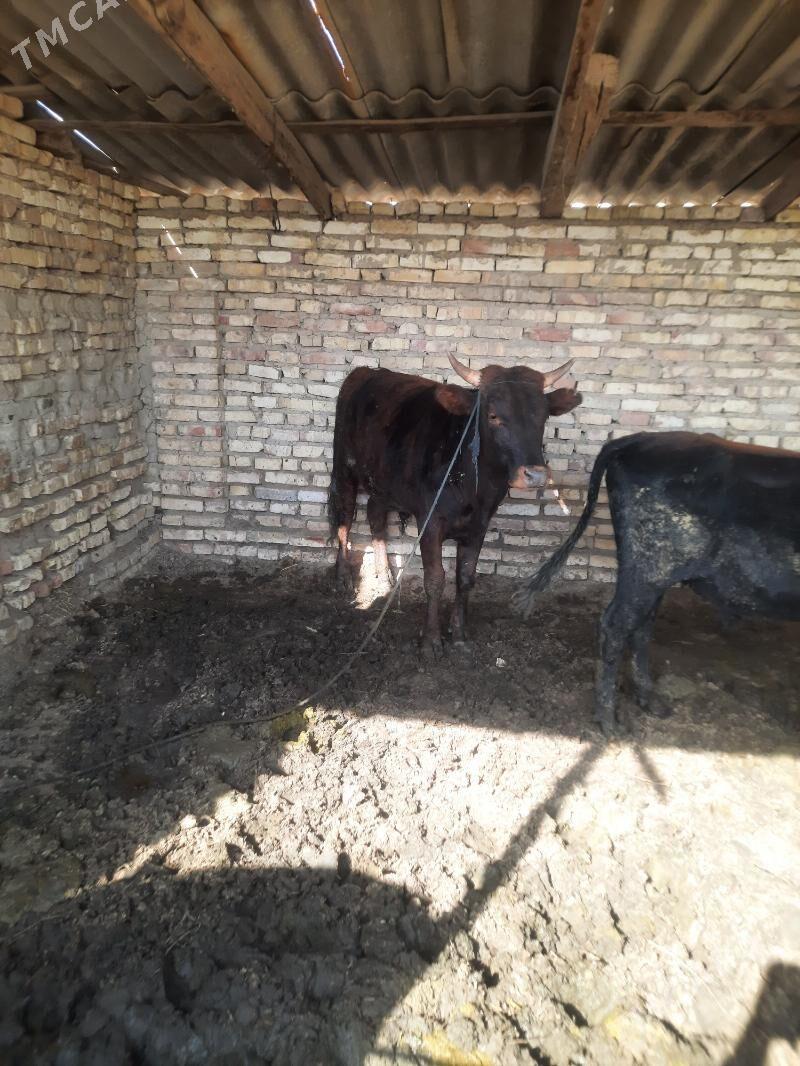 okyz - Ёлётен - img 5