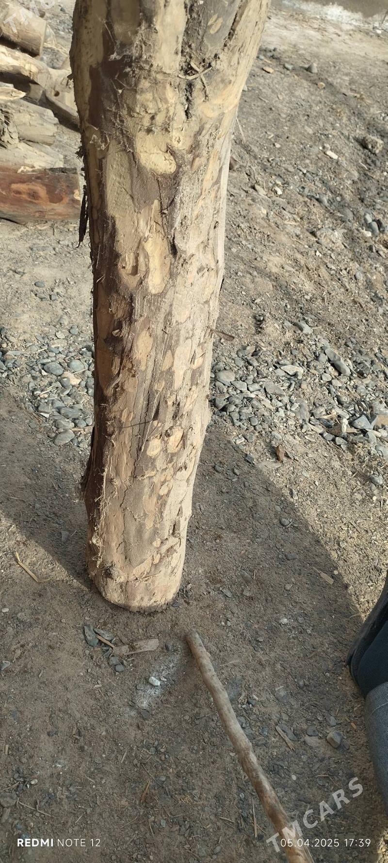 Tumba agaç - Köneürgenç - img 1