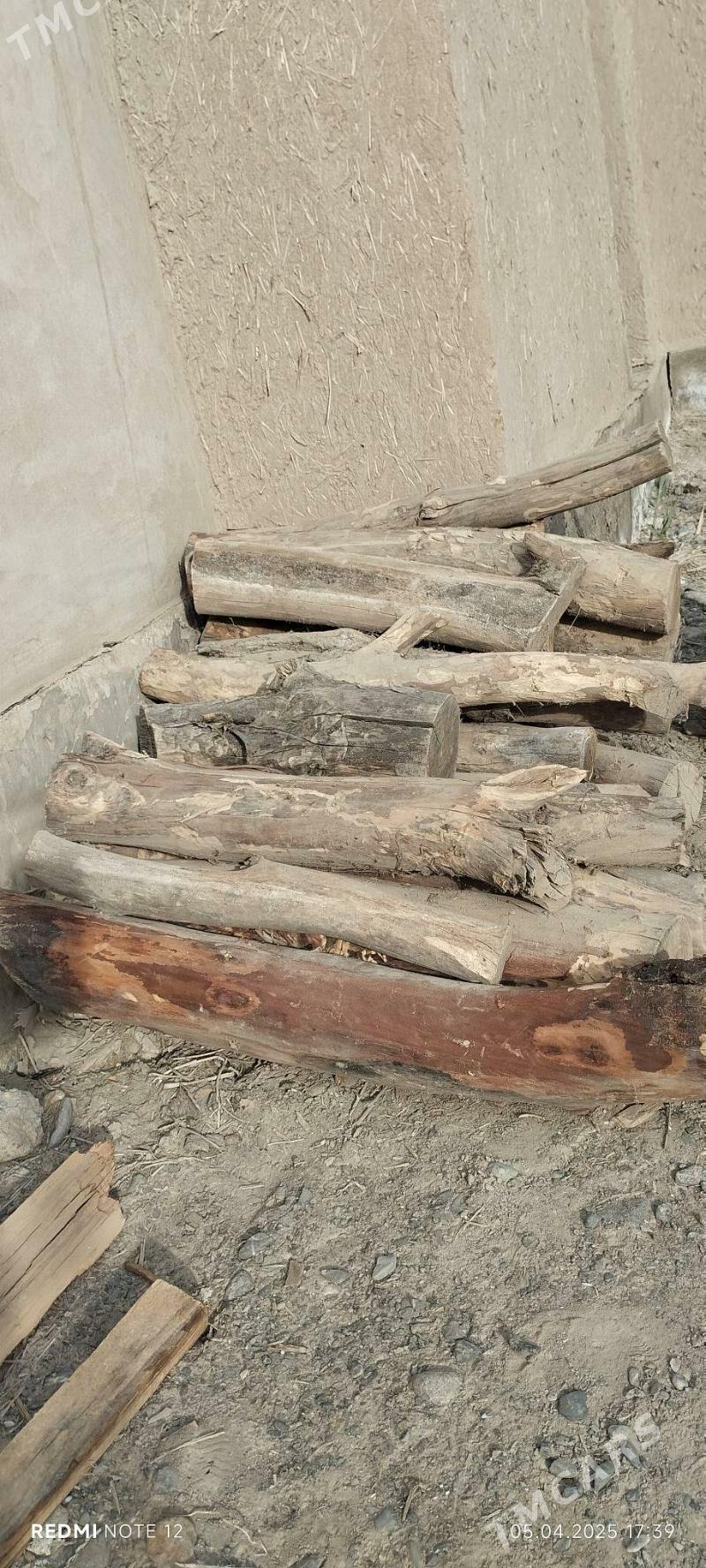 Tumba agaç - Köneürgenç - img 3