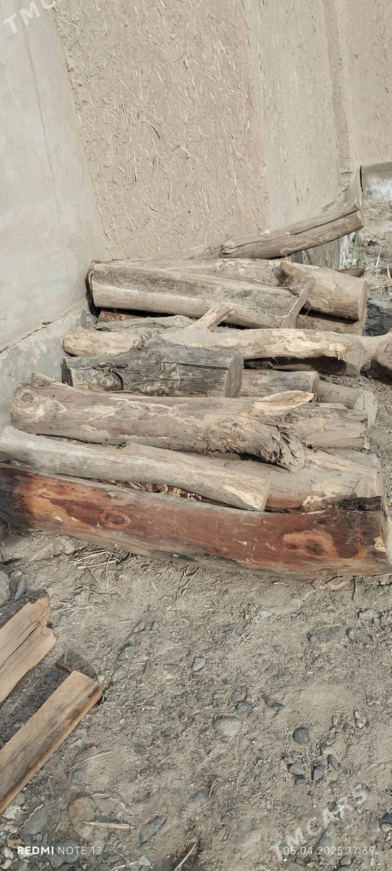 Tumba agaç - Köneürgenç - img 2