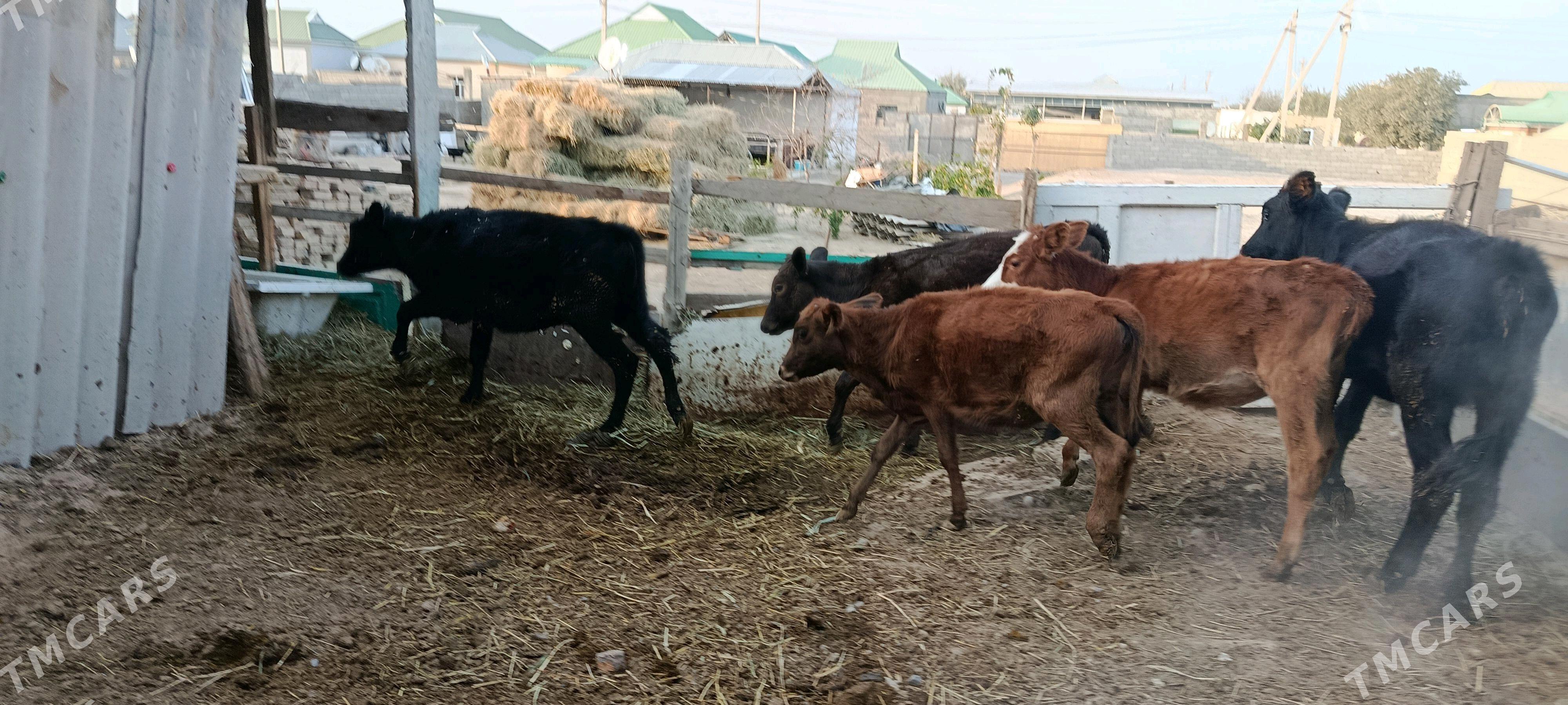 tuwe - Анев - img 2