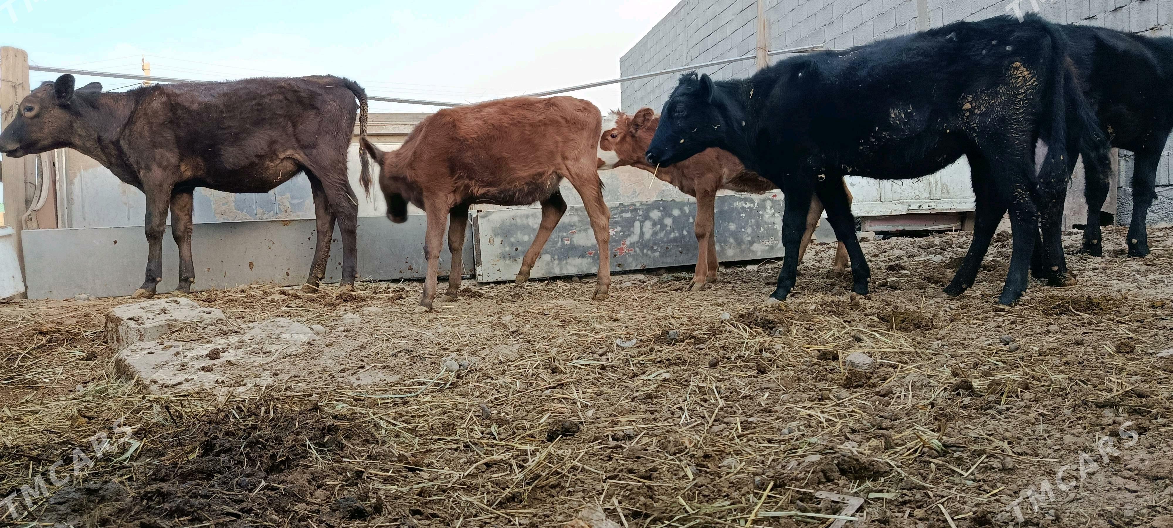 tuwe - Анев - img 1