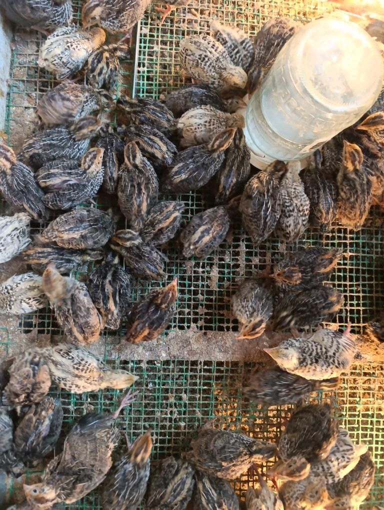 bedene juyje - Änew - img 2