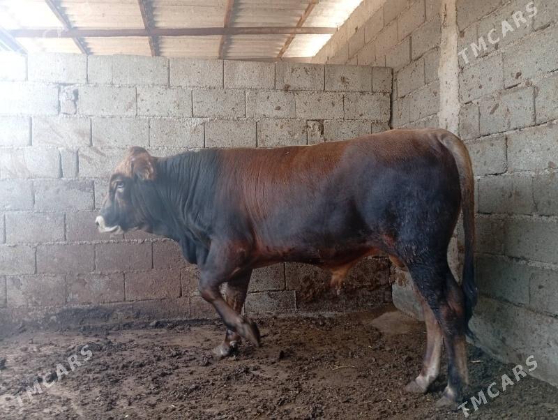 bakylan okuz - Büzmeýin - img 2