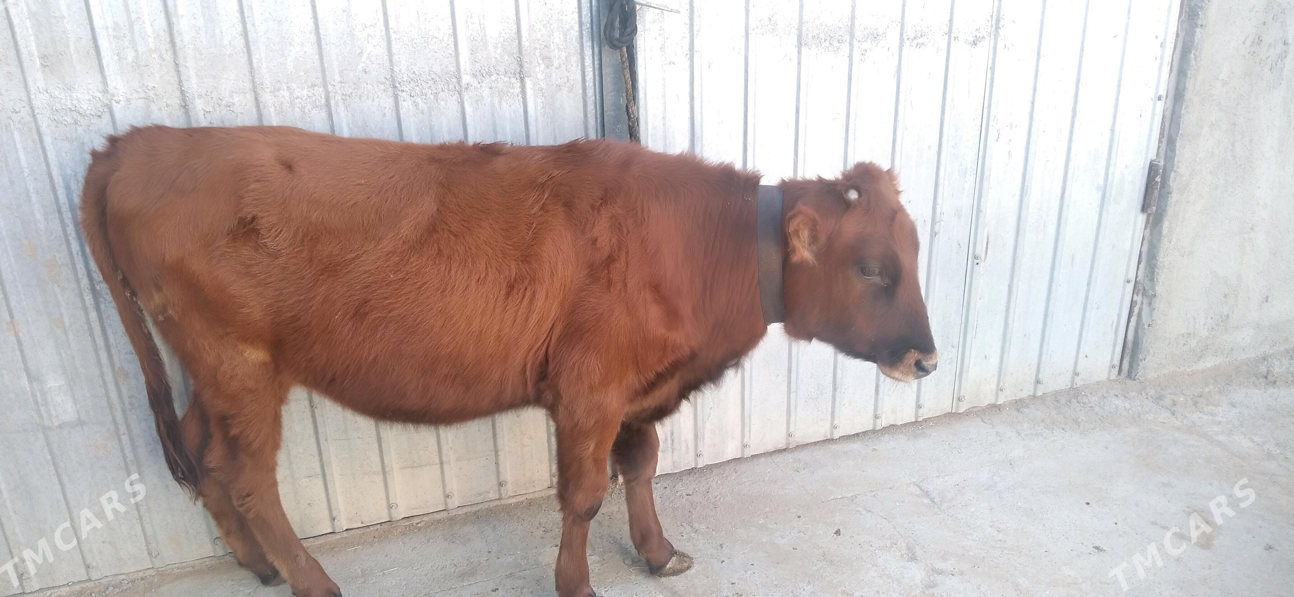 Tuwe - Çoganly - img 2