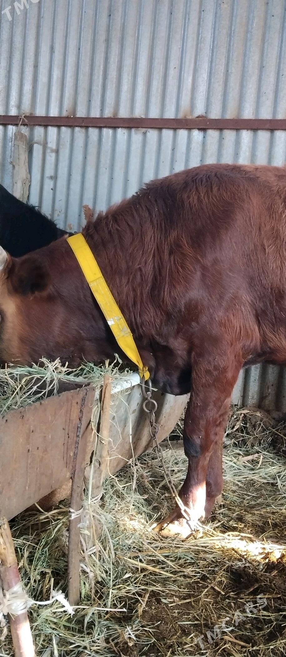 Öküz paroda - Babadaýhan - img 5