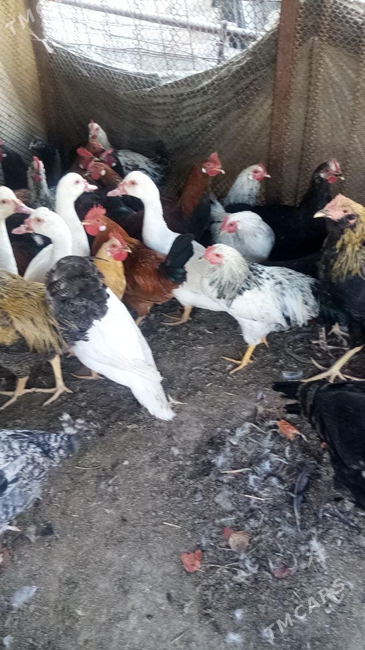 Хоразлар - Türkmenabat - img 1