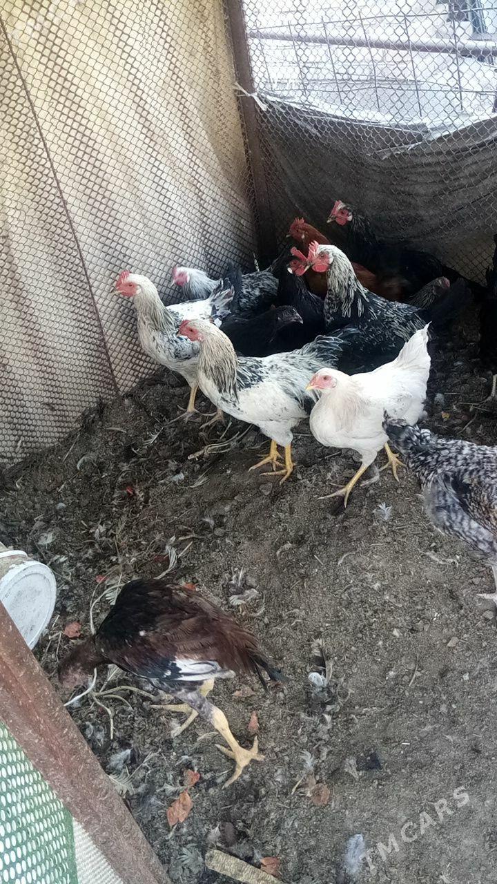 Хоразлар - Türkmenabat - img 2