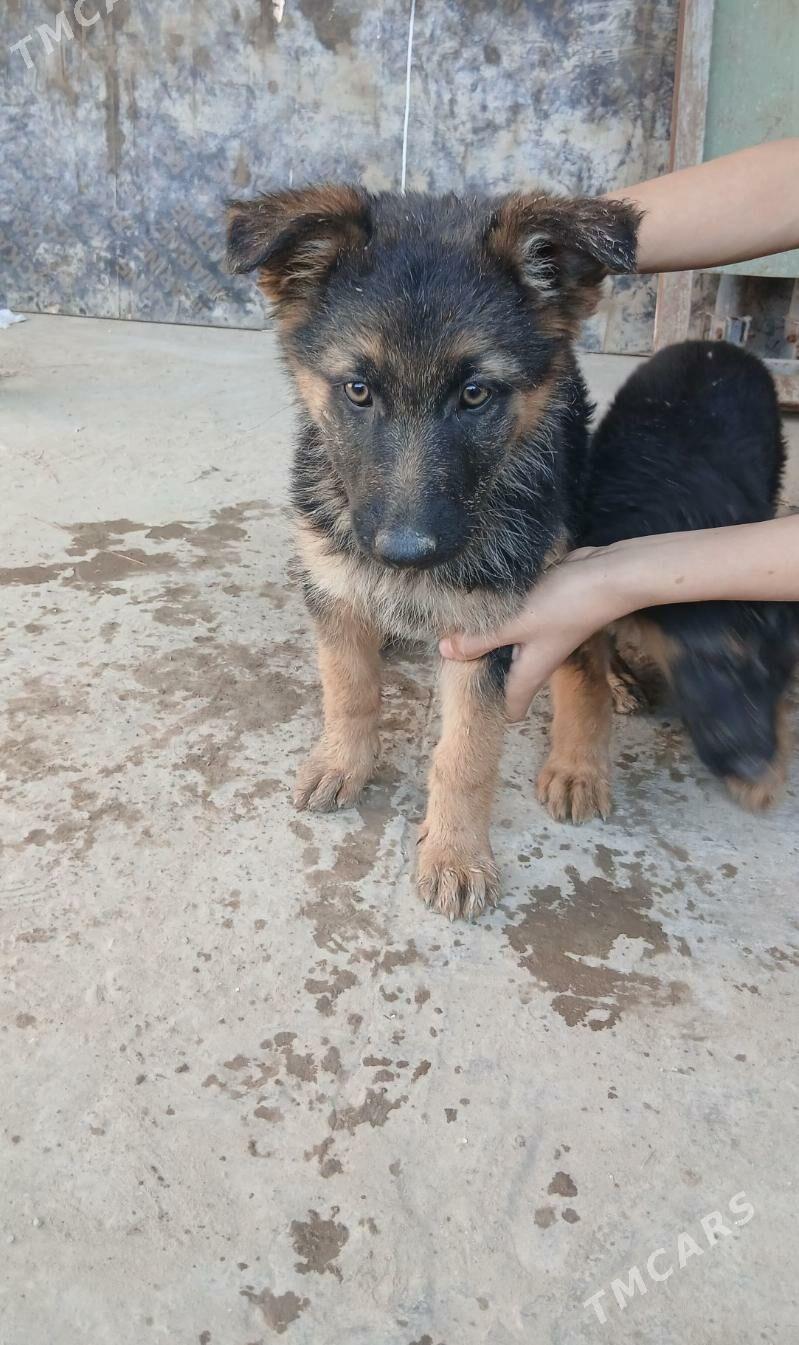 Awcarka Nimetski - Daşoguz - img 2