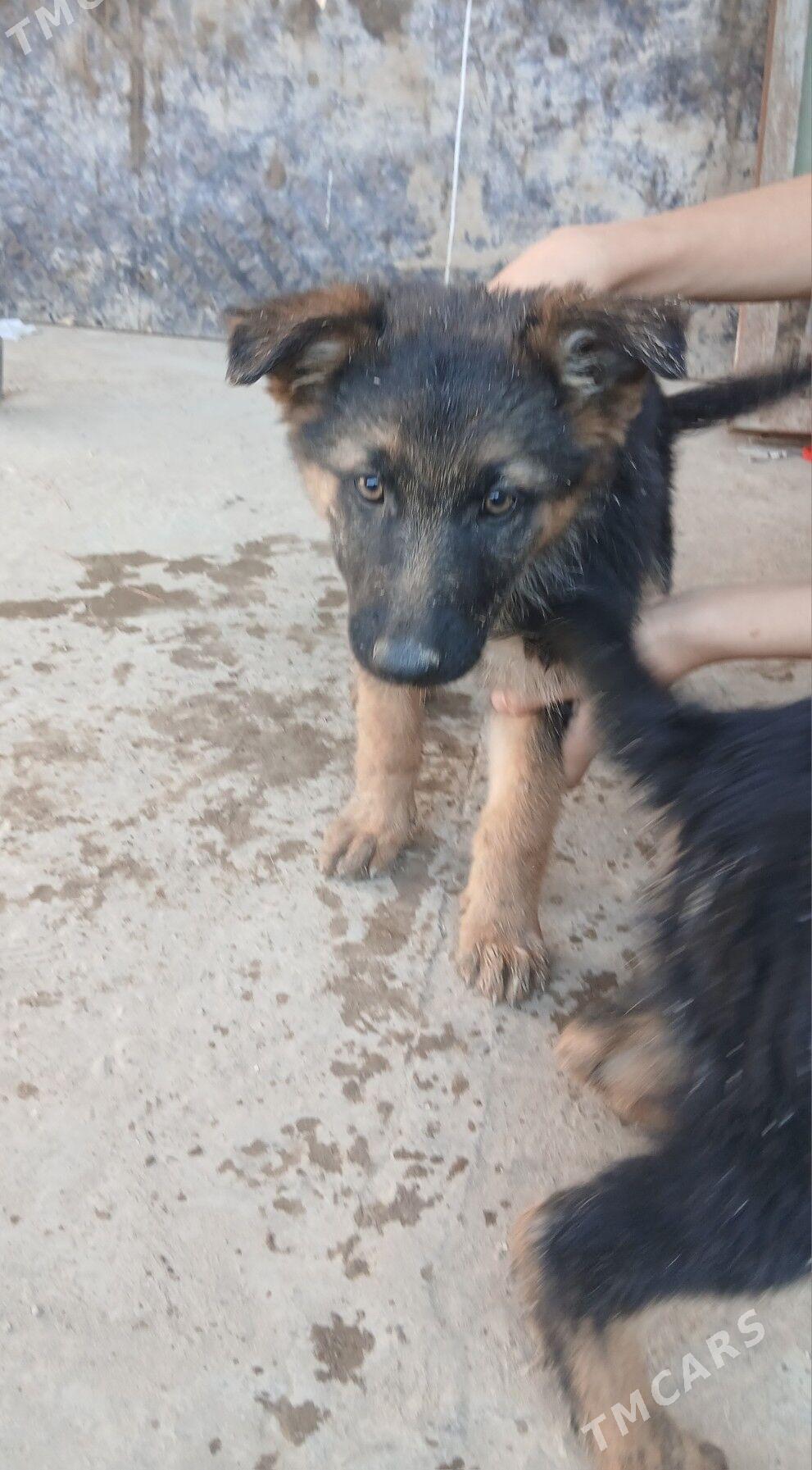 Awcarka Nimetski - Daşoguz - img 1